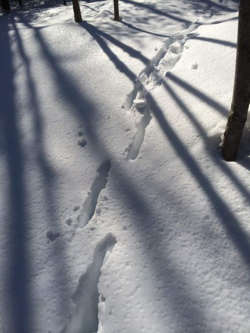 030715 deer tracks