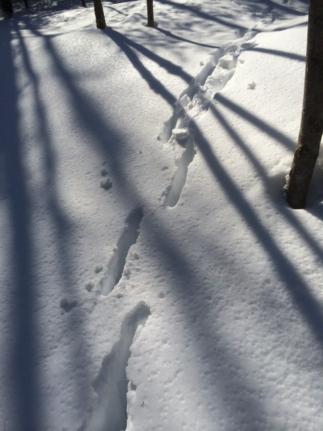 030715 deer tracks