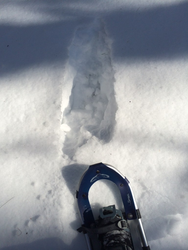 030715 moose track with snowshoe