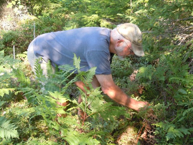 031915 pciking berries