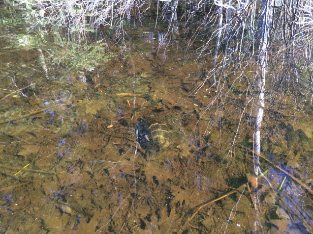 041215 turtle underwater