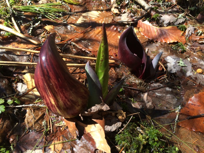 041915 skunk cabbage