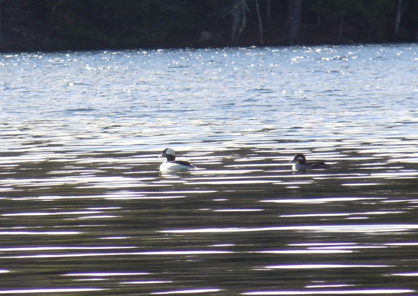 042415 buffleheads
