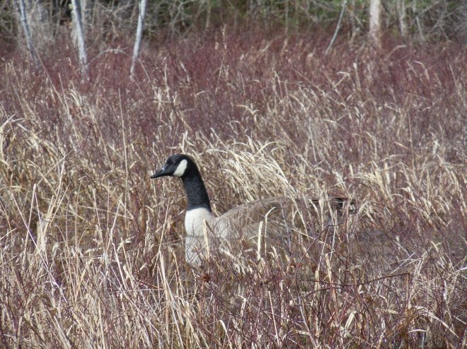 042415 Canada goose