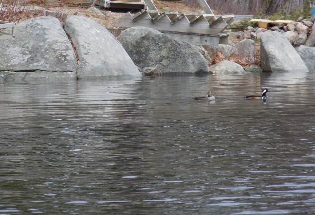 050715 hooded mergansers