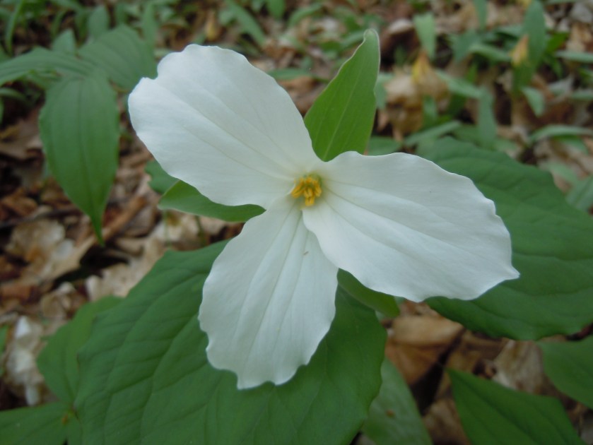 051415 8 trillium